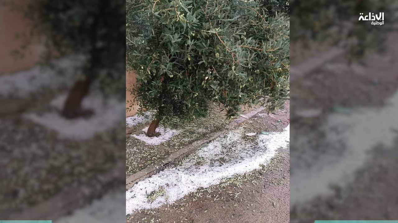 القصرين: حجر البرد يتسبب في أضرار متفاوتة بغراسات الزيتون والخضروات والأشجار المثمرة
