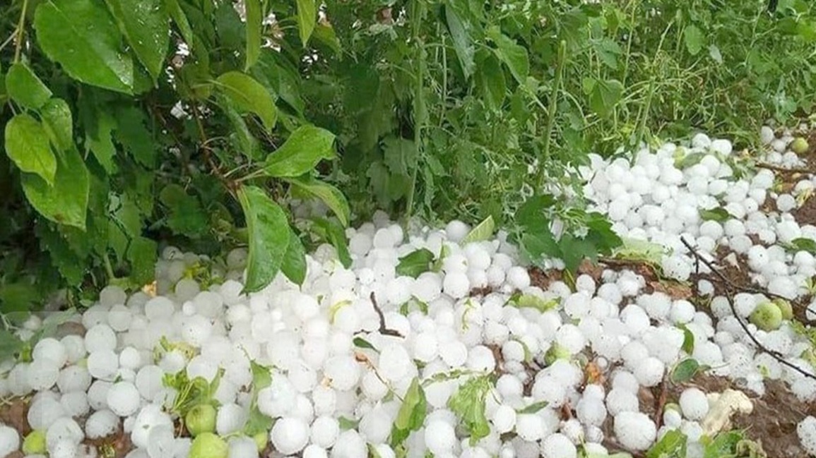 القصرين : حجر البرد يتسبب في أضرار متفاوتة بغراسات الزيتون والخضروات والأشجار المثمرة بسبيبة وسبيطلة وجدليان