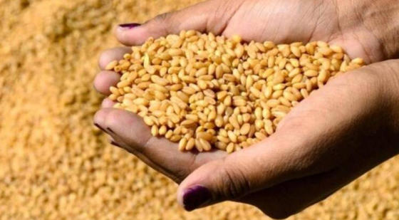سليانة: تقدم عمليات وضع الحبوب الممتازة بما يقارب 39 بالمائة