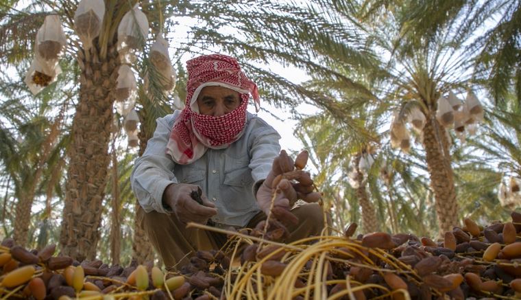 توزر: 62 ألف طن تقديرات صابة التمور وانطلاق موسم الجني أواخر الشهر الجاري
