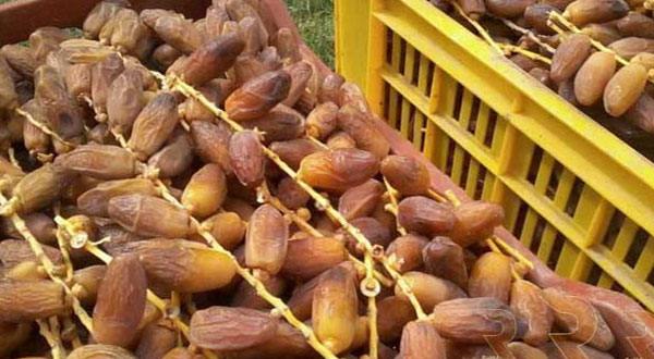 توزر: 62 ألف طن تقديرات صابة التمور وانطلاق موسم الجني أواخر الشهر الجاري