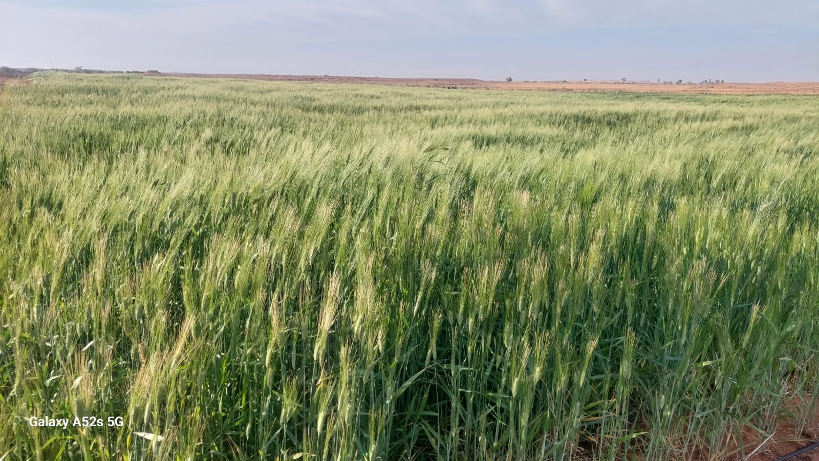 المندوبية الجهوية للتنمية الفلاحيّة بالقصرين : المساحات المبرمجة للزراعات الكبرى للموسم الفلاحي 2026-2027 تقدر بنحو 85 ألف هكتار