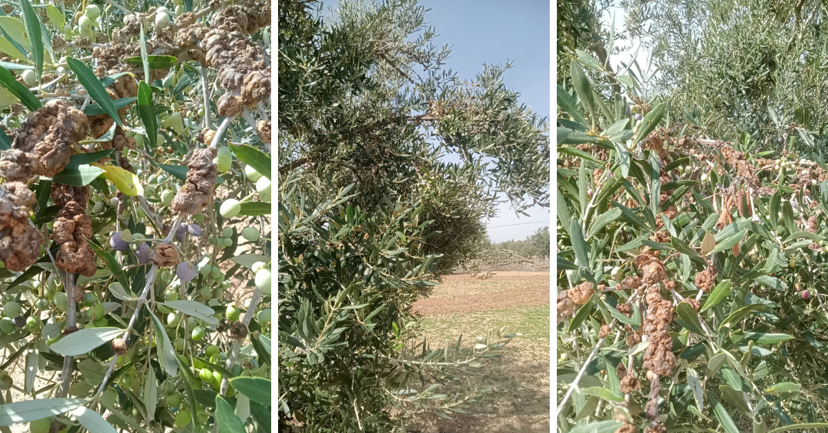 وزارة الفلاحة تطلق برنامج تدخل استثنائي لتطويق مرض سل الزيتون بملولش