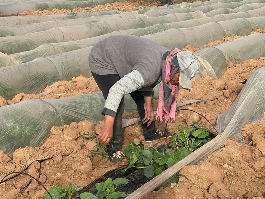 رئيسة جمعية دعم المبادرة في القطاع الفلاحي: نسبة النساء المستثمرات المالكات للأرض لا تتجاوز 7%