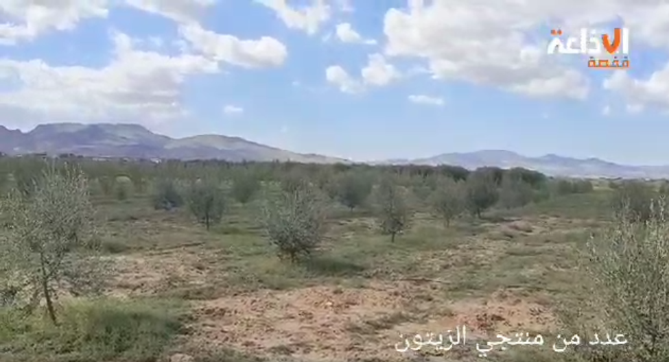 القصرين: صابة زيتون متوسطة بمعتمدية سبيبة وتوقعات بإنتاج 100 ألف طن خلال الموسم الحالي