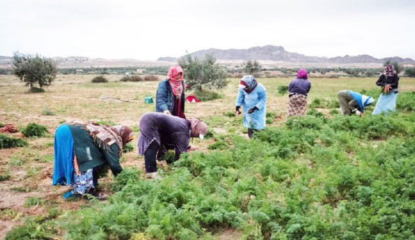 Femme rurale : de nouvelles actions pour renforcer l’autonomie économique et sociale dans le Nord-Ouest