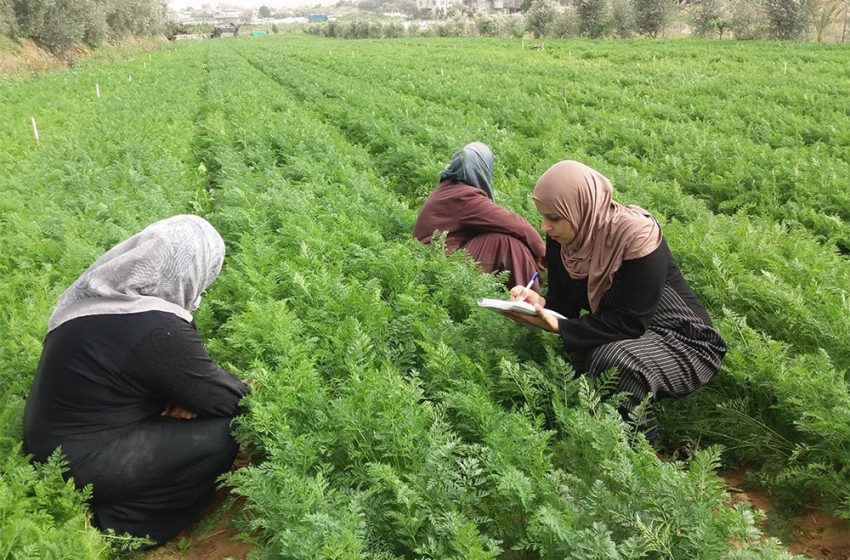 تطاوين:تواصل الاحتفالات باليوم العالمي للمرأة الريفية