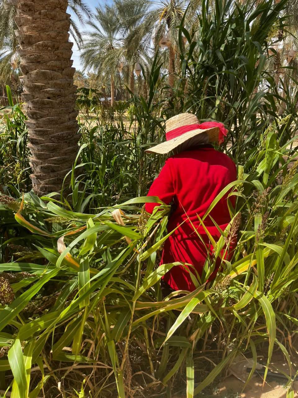 قبلي : الضيعة التجريبية بالسميدة بدوز الجنوبية تشهد عددا من التجارب التطبيقية لتطوير زراعة الأعلاف و تربية الماشية