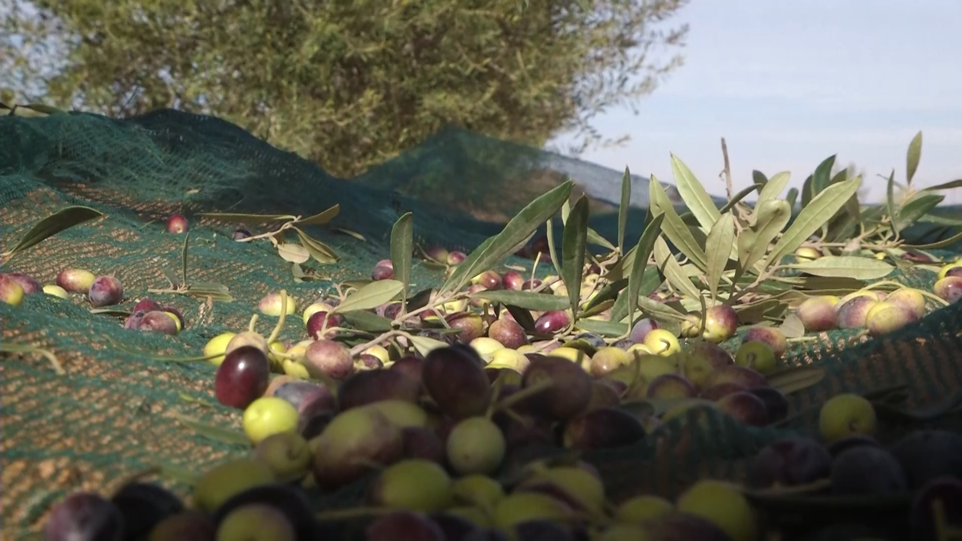 اليوم في تطاوين افتتاح موسم جني الزيتون و تقديرات الصابة للموسم الحالي ب3300 طن