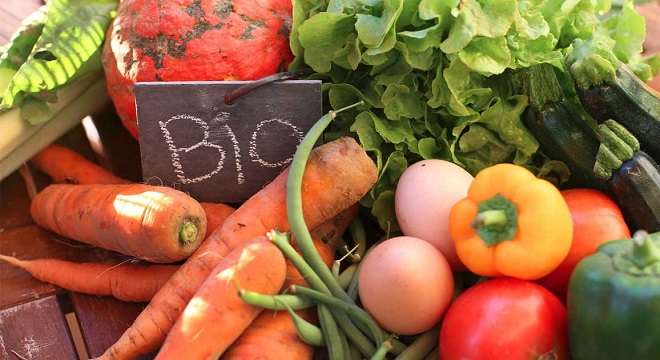 Agriculture biologique : les exportations tunisiennes atteignent 700 millions de dinars en neuf mois