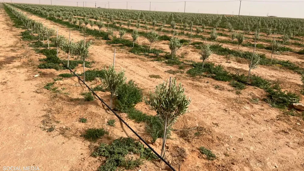 الاستعداد لغراسة حوالي 6000 أصل زيتون بضيعة تابعة للمركب الفلاحي بالنفيضة