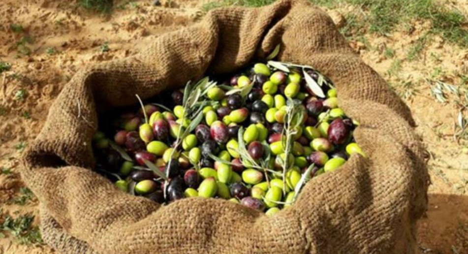 قفصة: انطلاق موسم جني الزيتون وسط تقديرات بصابة تٌناهز حوالي 1.95 مليون طن