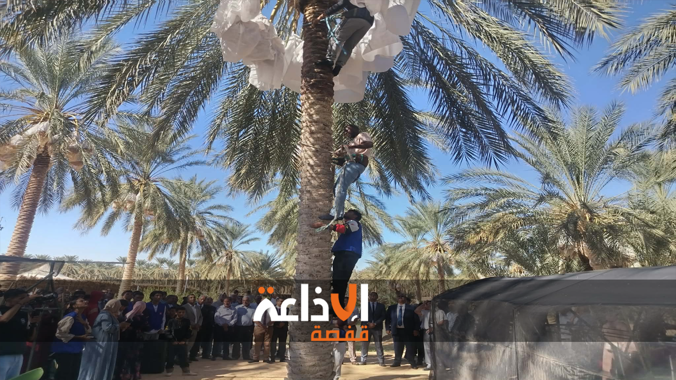 قبلي : افتتاح موسم جني التمور بضيعة السميدة من معتمدية دوز الجنوبية