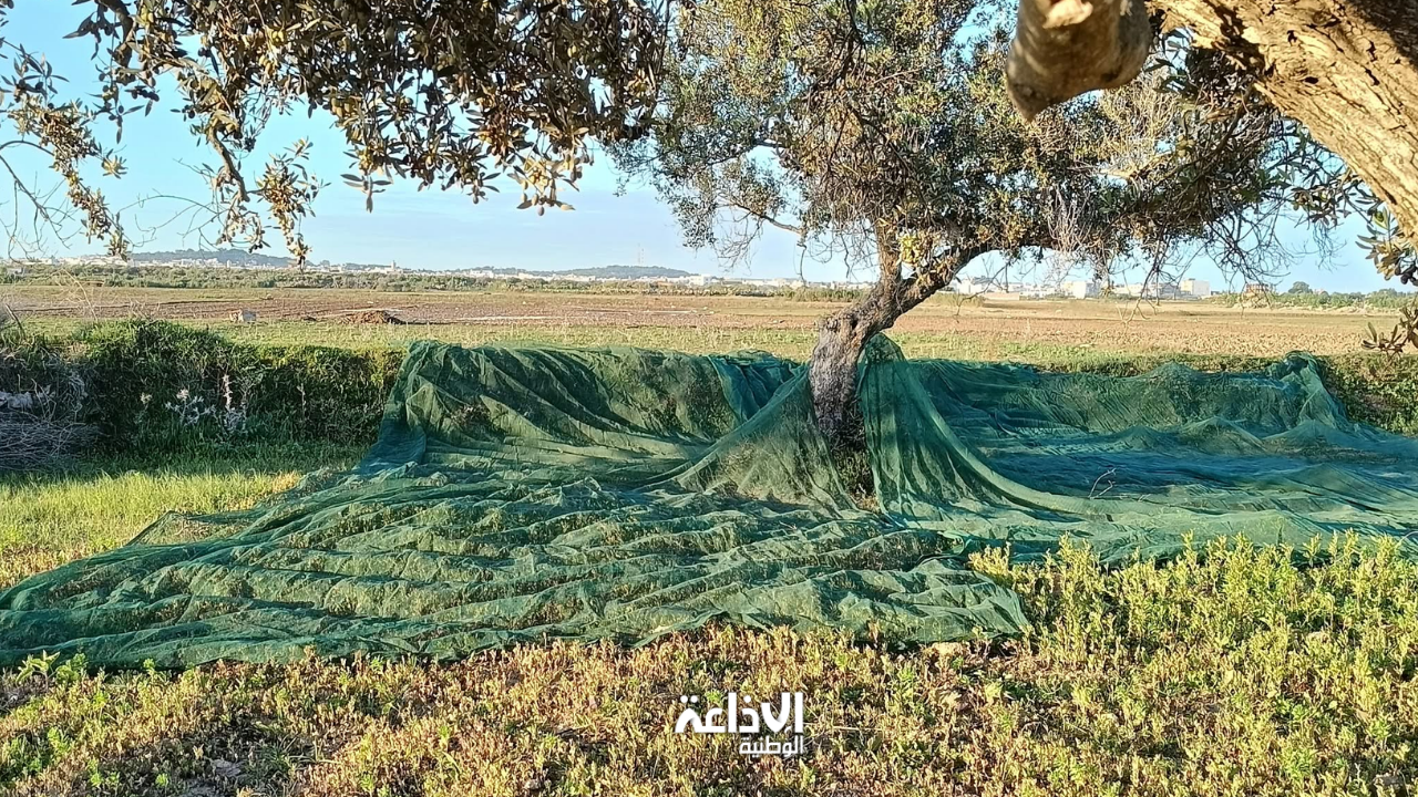 المهدية: تقديرات بإنتاج حوالي 110 آلاف طنّ من الزيتون خلال الموسم الفلاحي الحالي