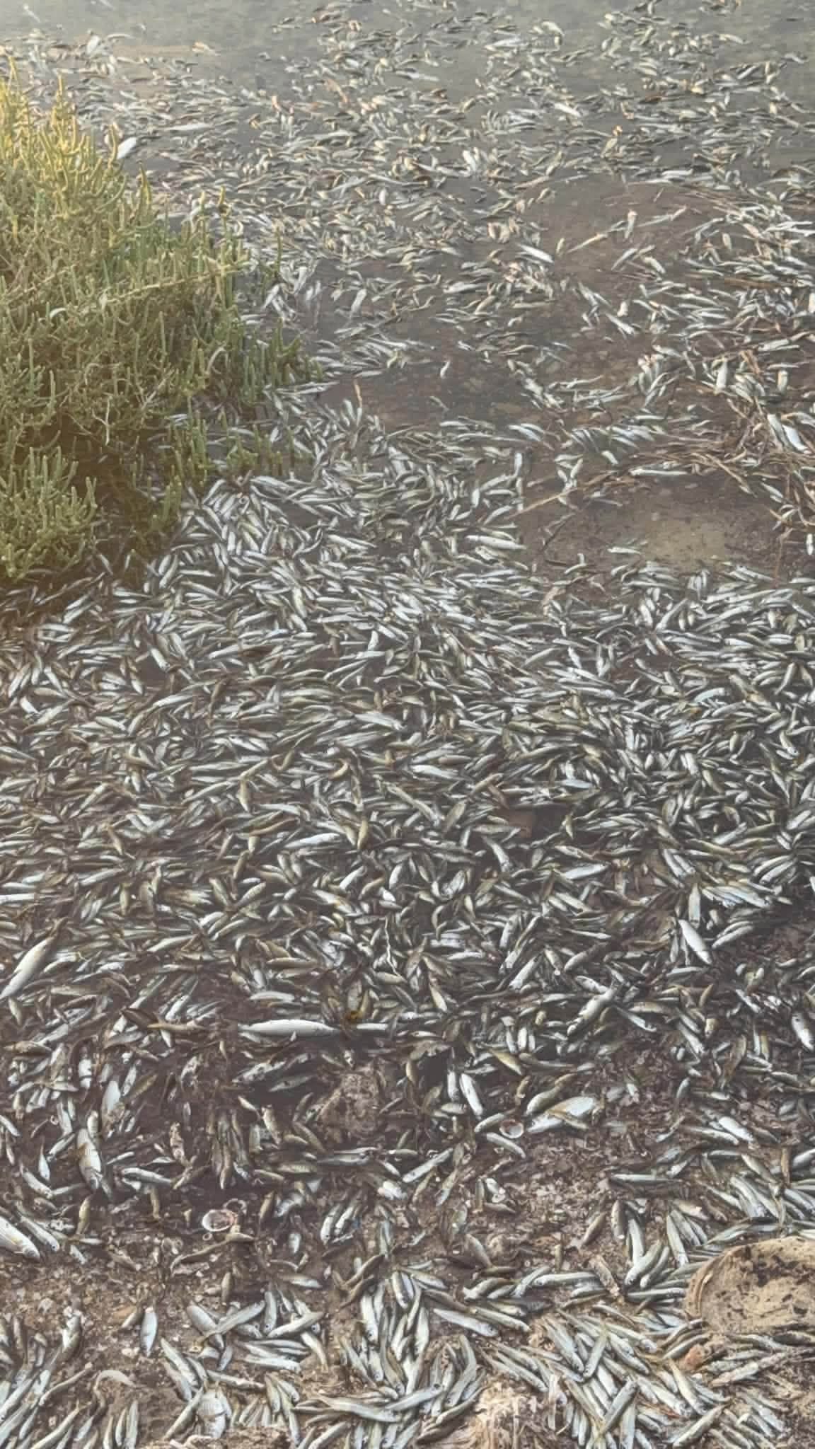 جرجيس: نفوق يرقات أسماك بمحيط ميناء حسي الجلابة بالرصيفات
