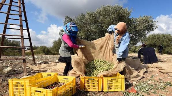 القيروان: افتتاح موسم جني الزيتون وسط توقعات بصابة تناهز 275 ألف طنّ
